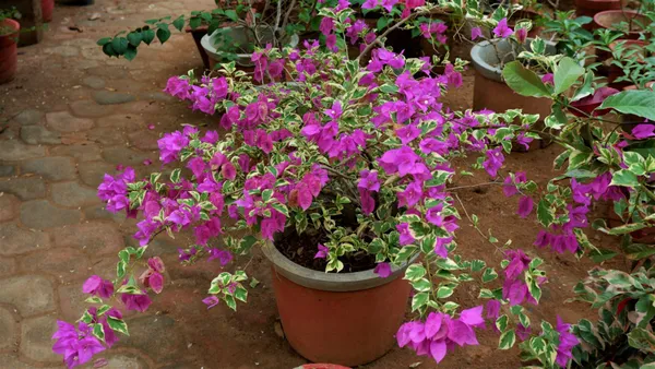 Pink_Bougainvillea_Plant_Live_Outdoor_Climber