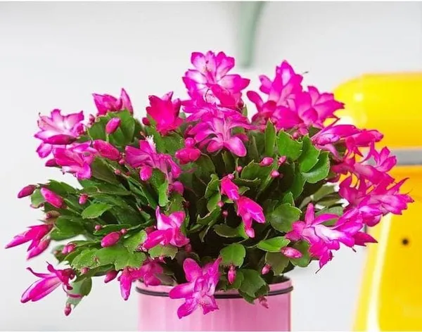 Zygo_Cactus__Plant_for_home__Plant