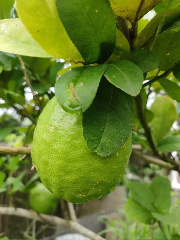 All_Time_Big_Size_Gandharaj_Lemon_Nimboo_Grafted_Guti_Kolom_Plant