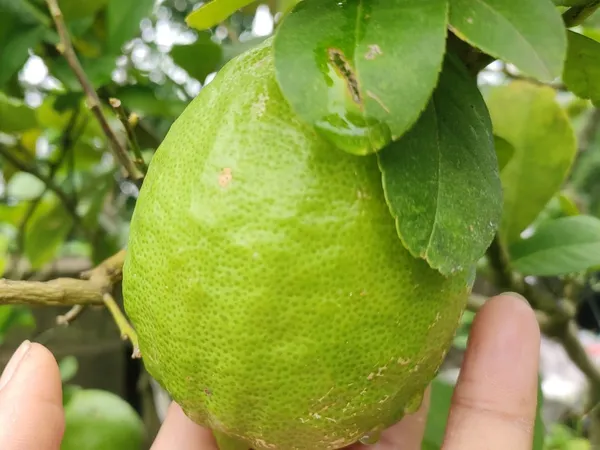 All_Time_Big_Size_Gandharaj_Lemon_Nimboo_Grafted_Guti_Kolom_Plant