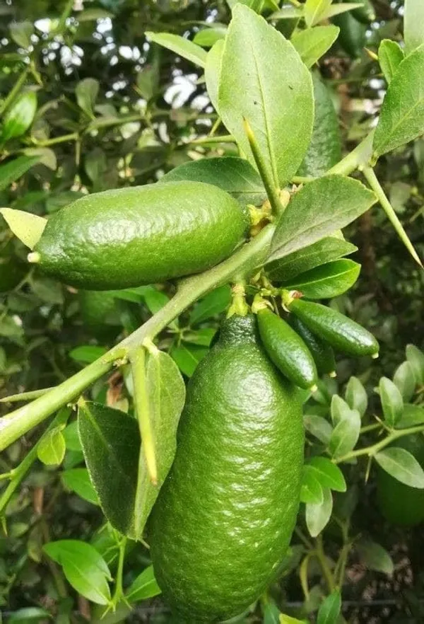 All_Time_Big_Size_Gandharaj_Lemon/Nimboo_(Grafted/Guti_Kolom)__Plant
