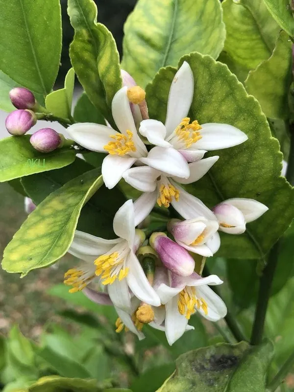 All_Time_Big_Size_Gandharaj_Lemon_Nimboo_Grafted_Guti_Kolom_Plant