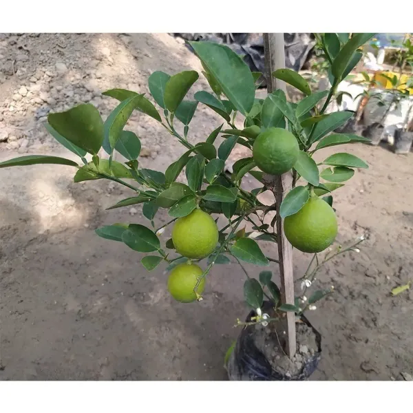Kolkata_Pati_Lemon_Plant_Healthy_And_Air_Layered_Plant_Lemon_Plant_Pack_Of_1