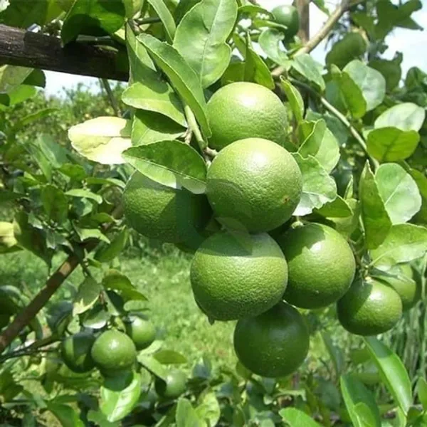 Kolkata_Pati_Lemon_Plant_Healthy_And_Air_Layered_Plant_Lemon_Plant_Pack_Of_1