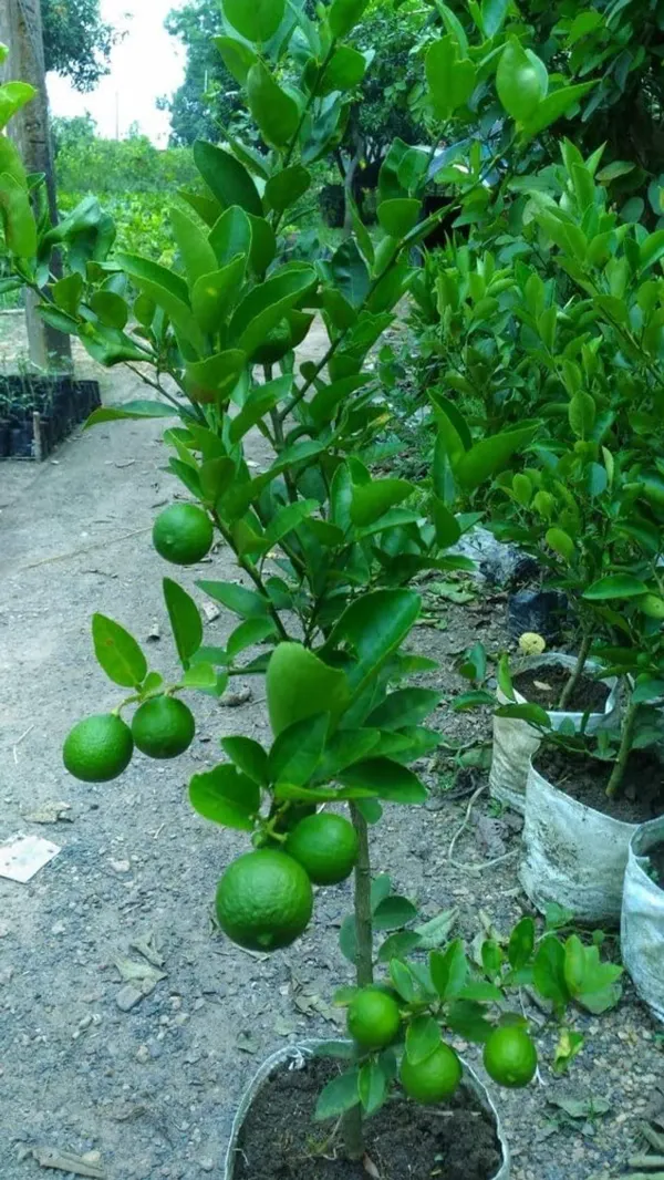 Kolkata_pati_Lemon_Plant,_Healthy_&_Air_Layered_Plant_Lemon_Plant_Pack_of_1
