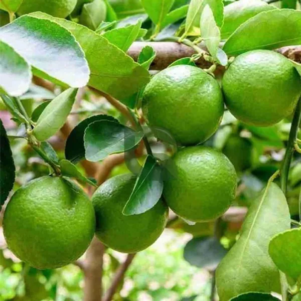 Kolkata_Pati_Lemon_Plant_Healthy_And_Air_Layered_Plant_Lemon_Plant_Pack_Of_1