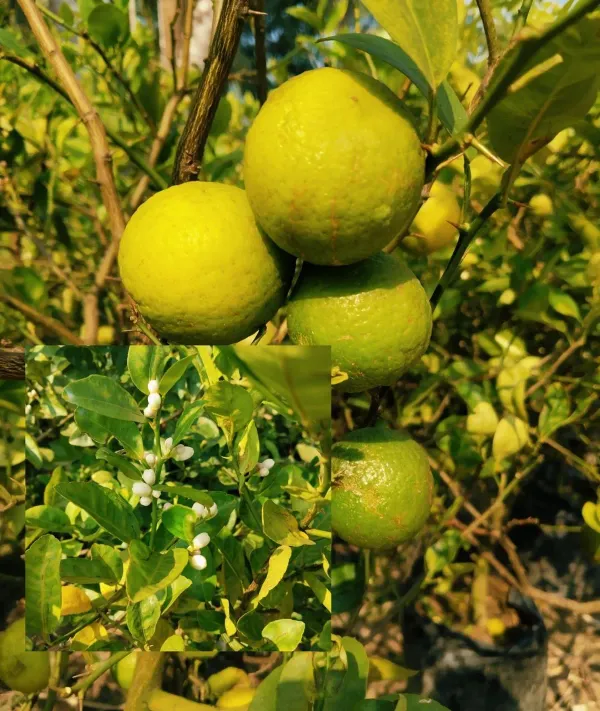 Kolkata_Pati_Lemon_Plant_Healthy_And_Air_Layered_Plant_Lemon_Plant_Pack_Of_1