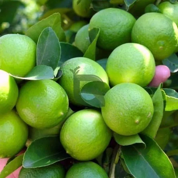 Kolkata_Pati_Lemon_Plant_Healthy_And_Air_Layered_Plant_Lemon_Plant_Pack_Of_1
