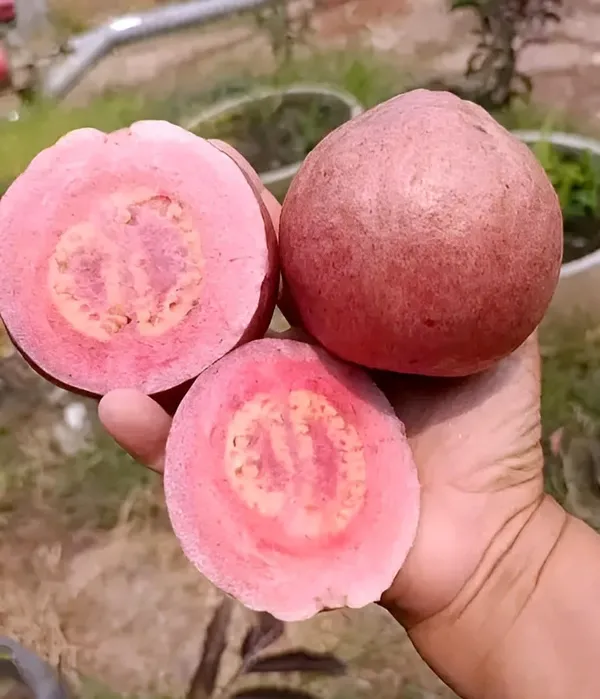 All_Time_Malaysian_Sweet_Red_Guava_Fruit_Tree_Plant