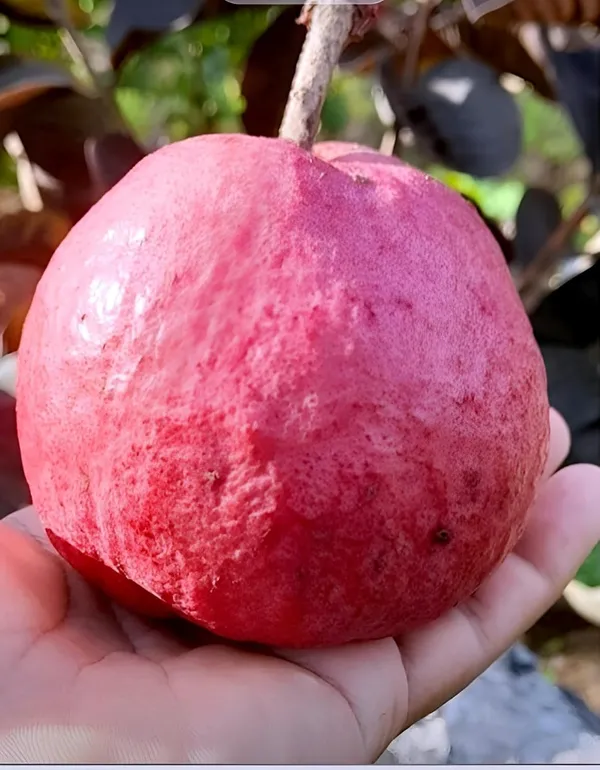 All_Time_Malaysian_Sweet_Red_Guava_Fruit_Tree_Plant