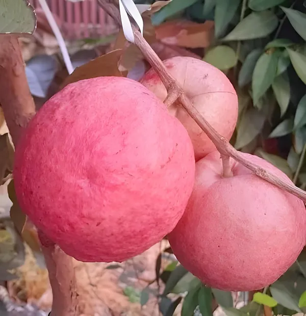 All_Time_Malaysian_Sweet_Red_Guava_Fruit_Tree_Plant