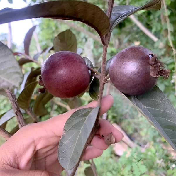 All_Time_Malaysian_Sweet_Red_Guava_Fruit_Tree_Plant