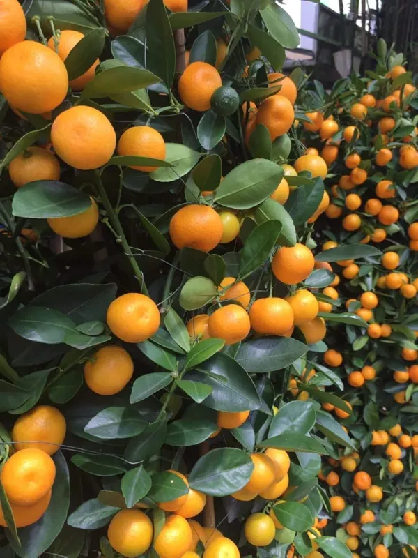 Darjeeling_Orange_plant