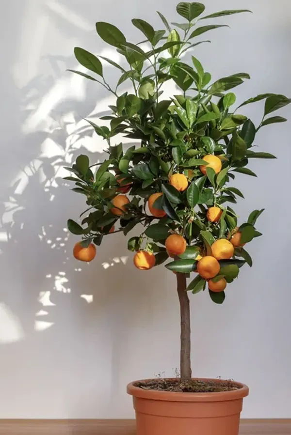 Darjeeling_Orange_Plant