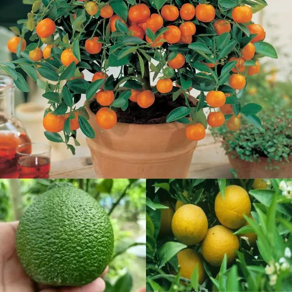 Darjeeling_Orange_Plant