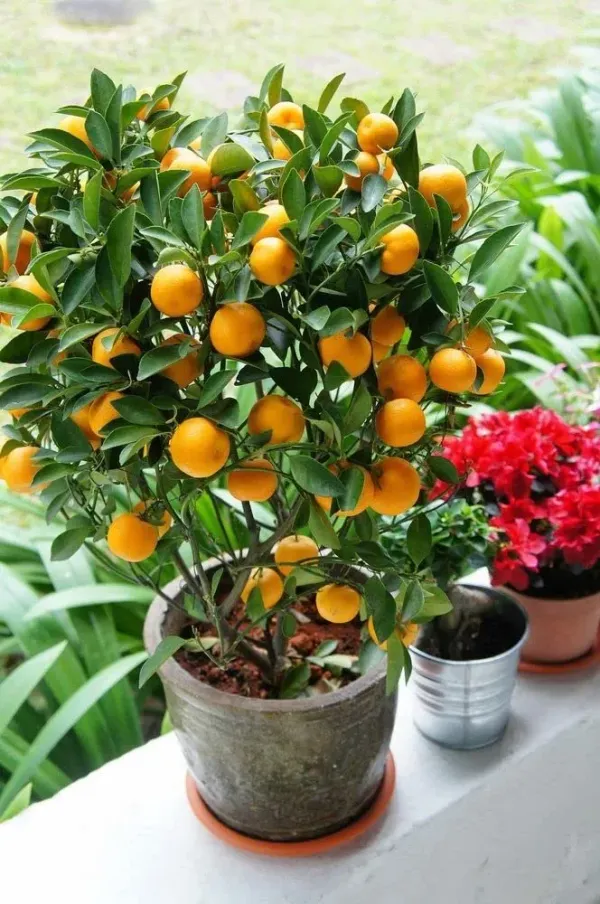 Darjeeling_Orange_Plant