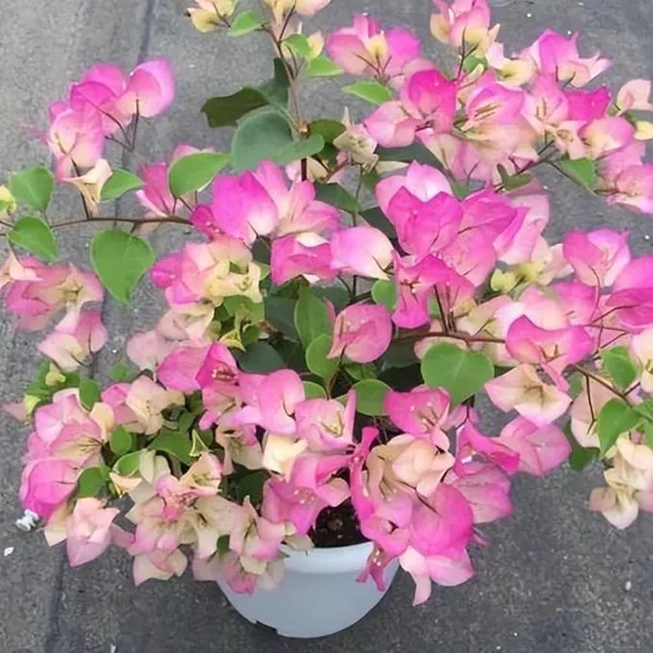 Splash_Bougainvillea_And_Double_Color_White_And_Pink_Bougainvillea_Flower_Plant_Special_Variety_Ering_Hybrid_Paper_Flower_Plant