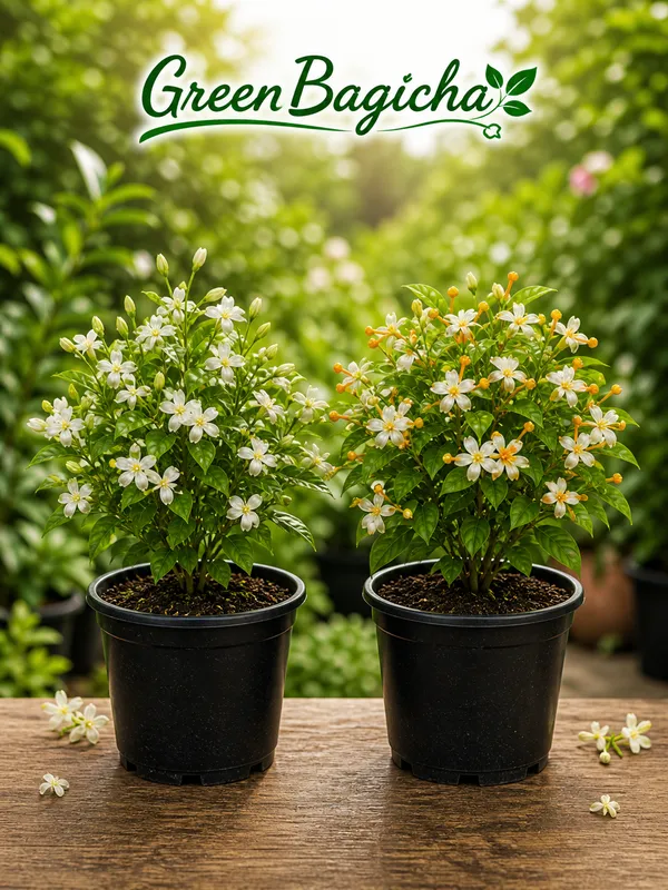 Jasmine_(Mogra)_&_Sheuli_(Parijat)_Plant_Combo_Pack_of_2