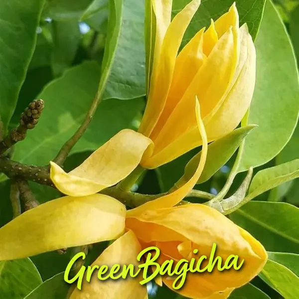 Yellow_Magnolia_Plant_Live_|_Golden_Magnolia_Flowering_Tree_|_Rare_Ornamental_Plant
