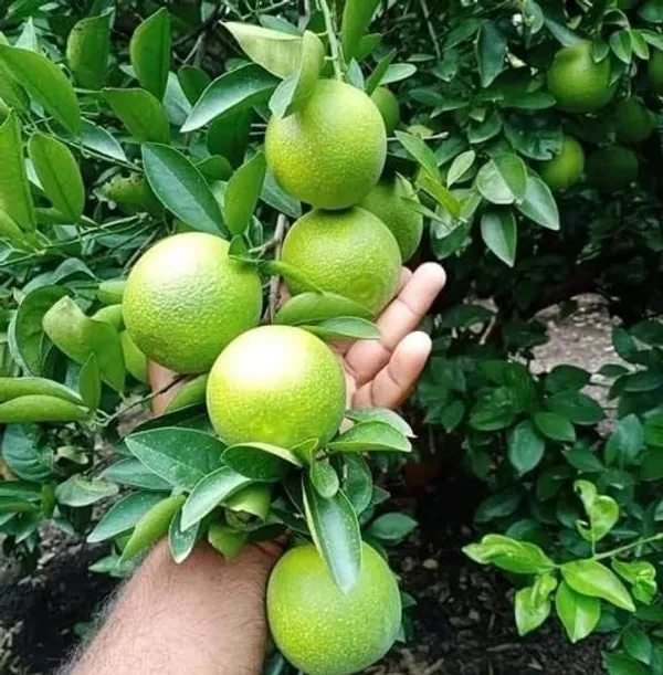 All_Time_Vietnam_Malta_Mousambi_Very_Sweet_And_Premium__Lebu_Grafted_Plant