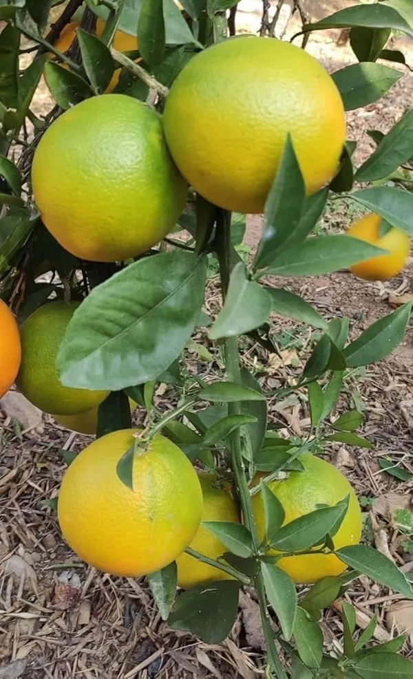 All_Time_Vietnam_Malta_Mousambi_Very_Sweet_And_Premium__Lebu_Grafted_Plant