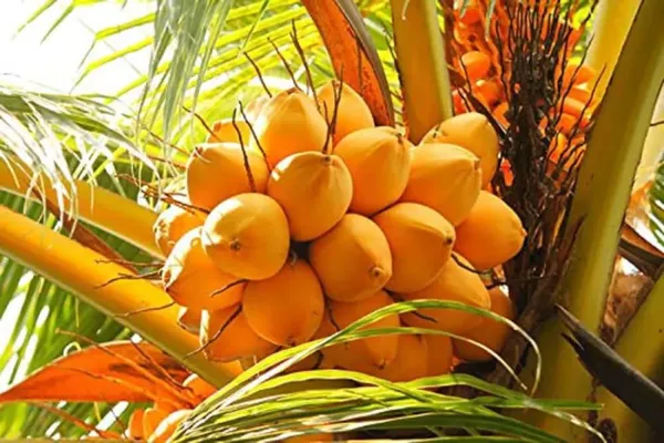 Yellow_Coconut_Plant_Coconut_Live_Fruit_Plant_Nariyal_Plant_For_Home_Garden