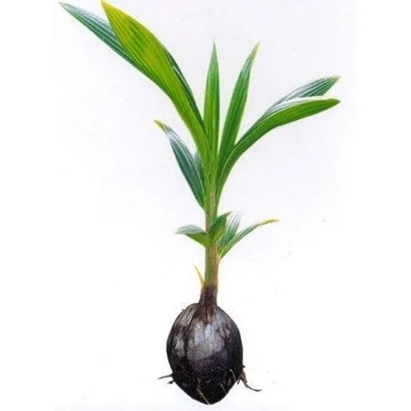 Yellow_Coconut_Plant_Coconut_Live_Fruit_Plant_Nariyal_Plant_For_Home_Garden