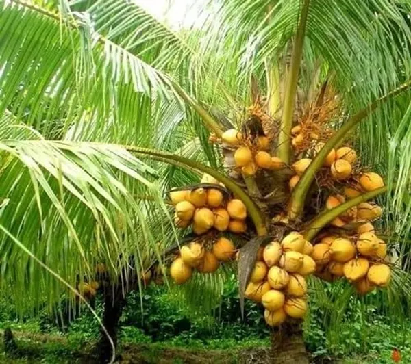Yellow_Coconut_Plant_Coconut_Live_Fruit_Plant_Nariyal_Plant_For_Home_Garden
