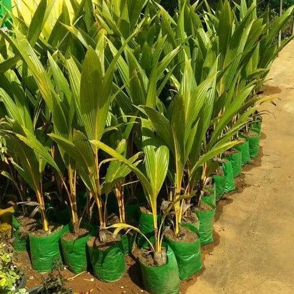 Yellow_Coconut_Plant_Coconut_Live_Fruit_Plant_Nariyal_Plant_For_Home_Garden