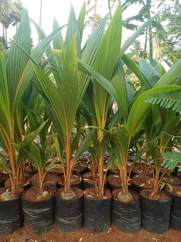 Yellow_Coconut_Plant_Coconut_Live_Fruit_Plant_Nariyal_Plant_For_Home_Garden