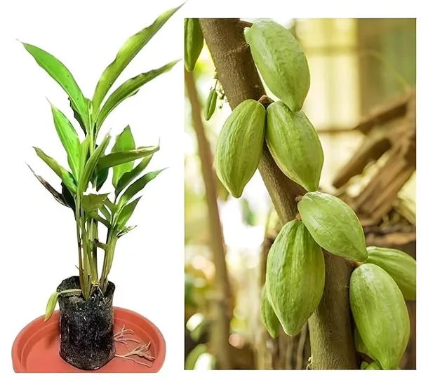 Cardamom_Plant_Elaichi_Plant_Elaichi_Plants_Fruits_Hybrid_1_Healthy_Plant