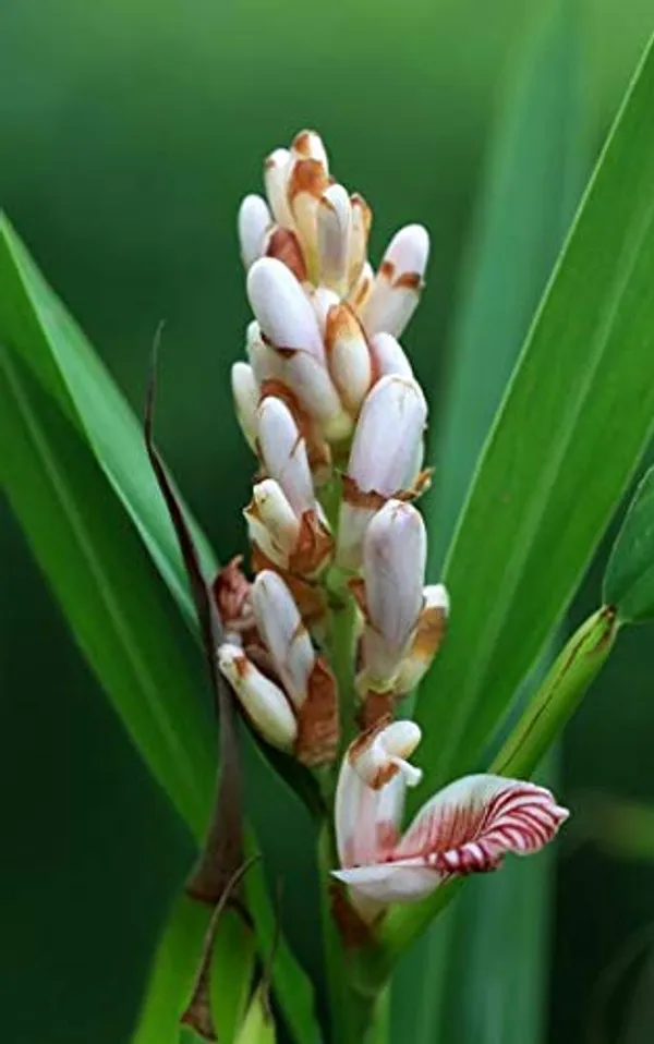 Cardamom_Plant_Elaichi_Plant_Elaichi_Plants_Fruits_Hybrid_1_Healthy_Plant