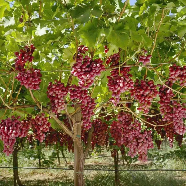 Grape_Vine_Plant_Exotic_1_Live_Fruit_Plant_Crimson