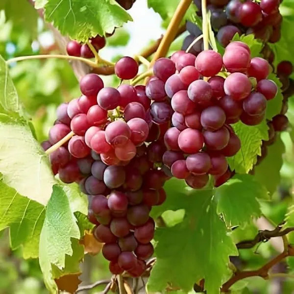 Grape_Vine_Plant_Exotic_1_Live_Fruit_Plant_Crimson