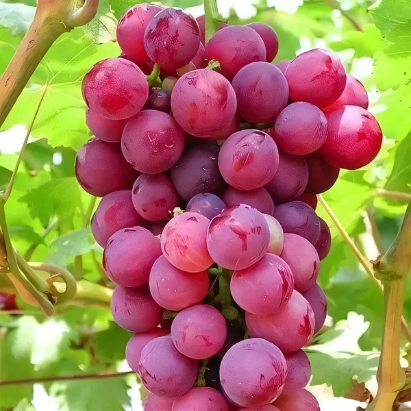 Grape_Vine_Plant_Exotic_1_Live_Fruit_Plant_(Crimson)