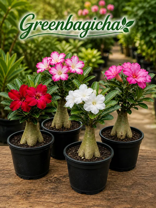 Adenium_Plant_Combo_Pack_of_4_|_Multicolor_|_Desert_Rose_Flowering_Plants