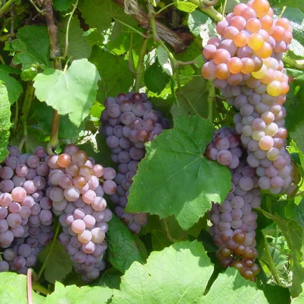 pink_grape_plant"_refers_to_grapevines_that_produce_pink-skinned_grapes,_with_popular_varieties_like_Pink_Iona,_Rhea_(seedless)