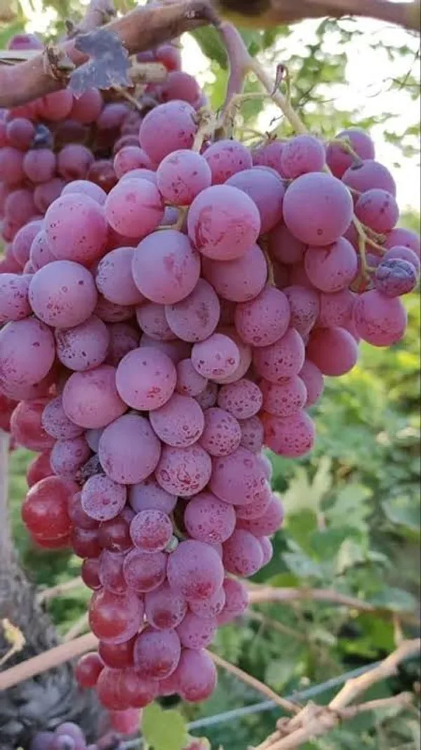 pink_grape_plant"_refers_to_grapevines_that_produce_pink-skinned_grapes,_with_popular_varieties_like_Pink_Iona,_Rhea_(seedless)