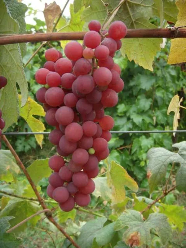 pink_grape_plant"_refers_to_grapevines_that_produce_pink-skinned_grapes,_with_popular_varieties_like_Pink_Iona,_Rhea_(seedless)