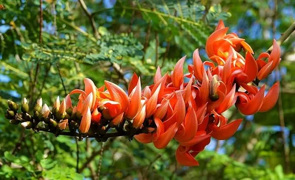 Red_Palash_Flower_Plant_(Flame_of_the_Forest)