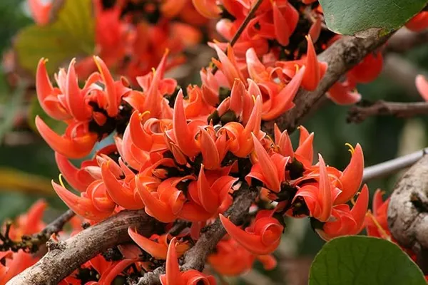Red_Palash_Flower_Plant_(Flame_of_the_Forest)