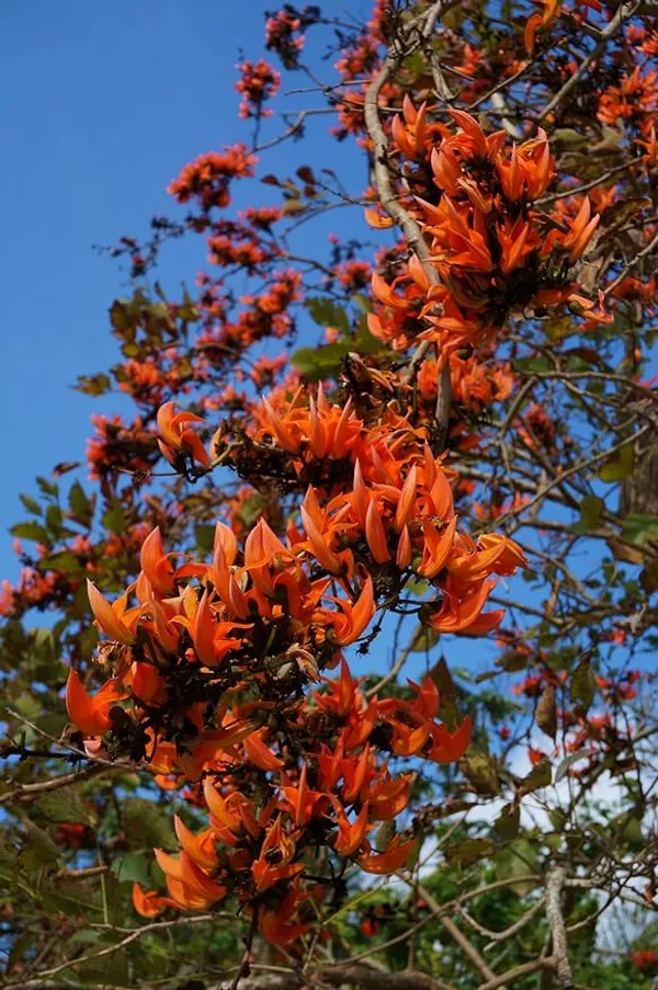 Red_Palash_flower__Plant