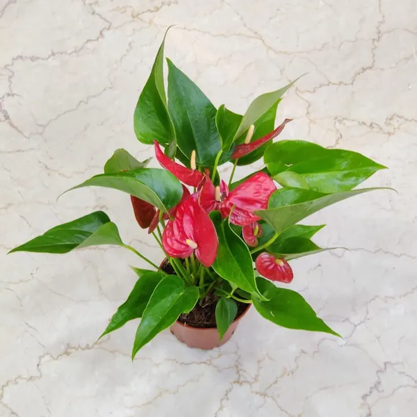 Anthurium_Red_Plant