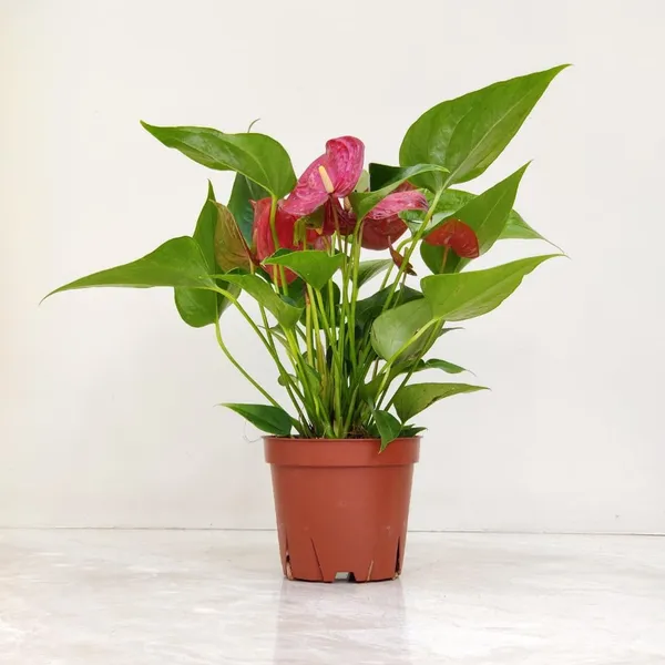 Anthurium_(Red)__Plant
