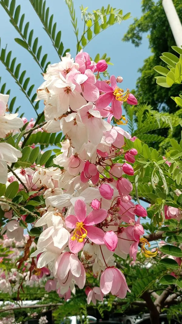 Cassia_Javanica_Live_Plant_|_Pink_Shower_Tree_|_Apple_Blossom_Tree_|_Premium_Flowering_Ornamental_Tree