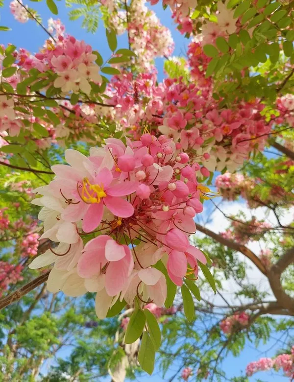 Cassia_Javanica_Live_Plant_|_Pink_Shower_Tree_|_Apple_Blossom_Tree_|_Premium_Flowering_Ornamental_Tree