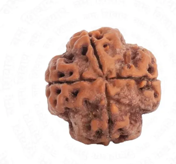 4_Mukhi_Rudraksh_Bead