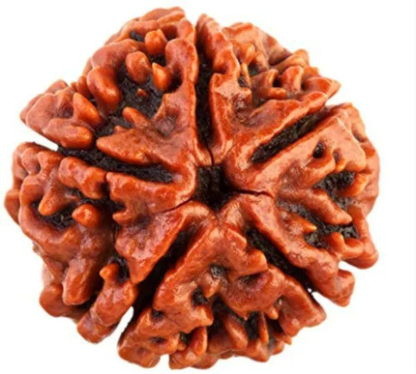 5_Mukhi_Rudraksh_Bead