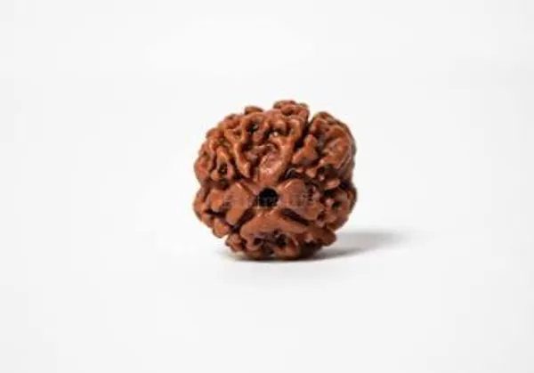 3_Mukhi_Rudraksh_Bead