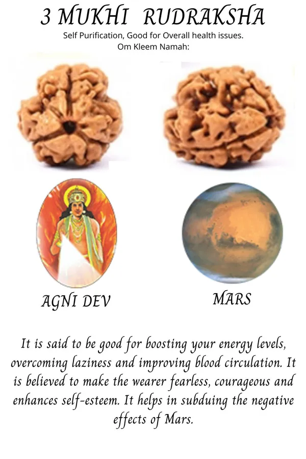 3_Mukhi_Rudraksh_Bead